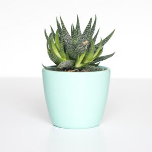 Potted Monstera